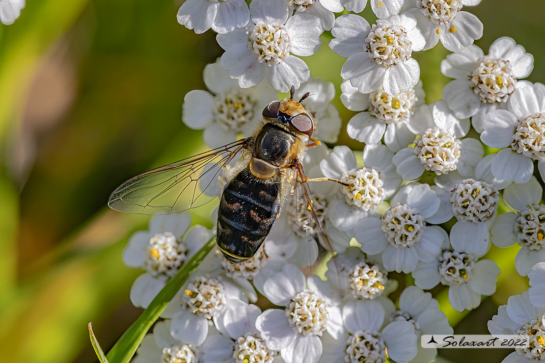 Scaeva dignota