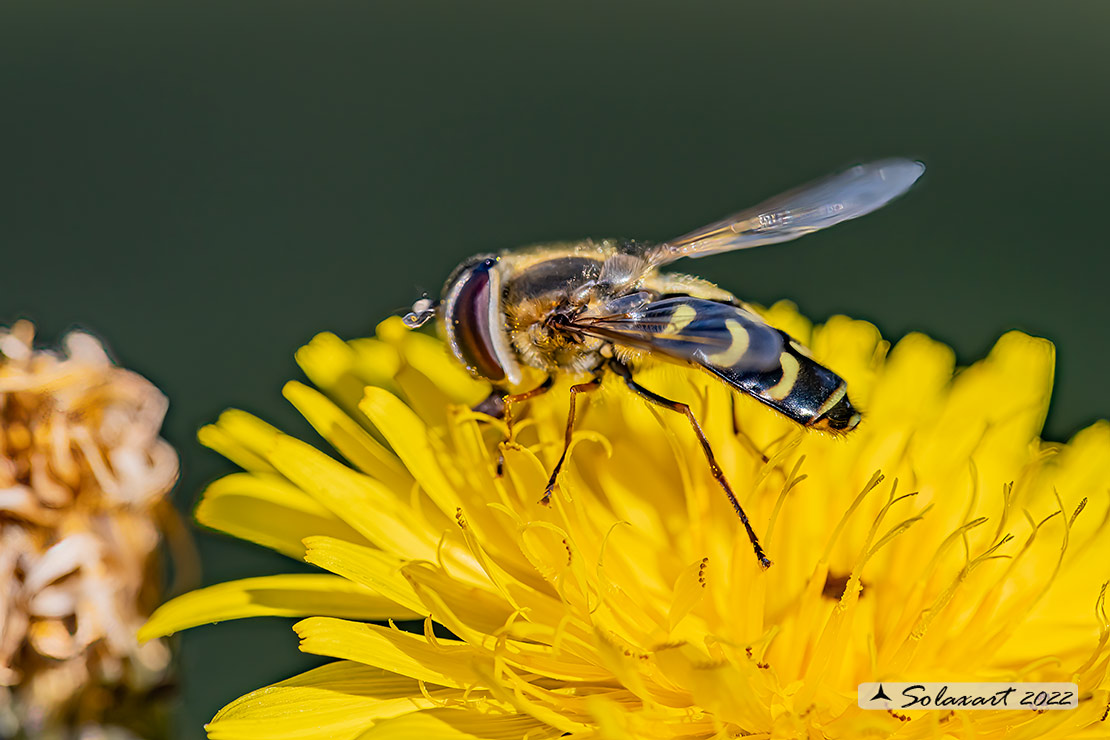 Scaeva dignota