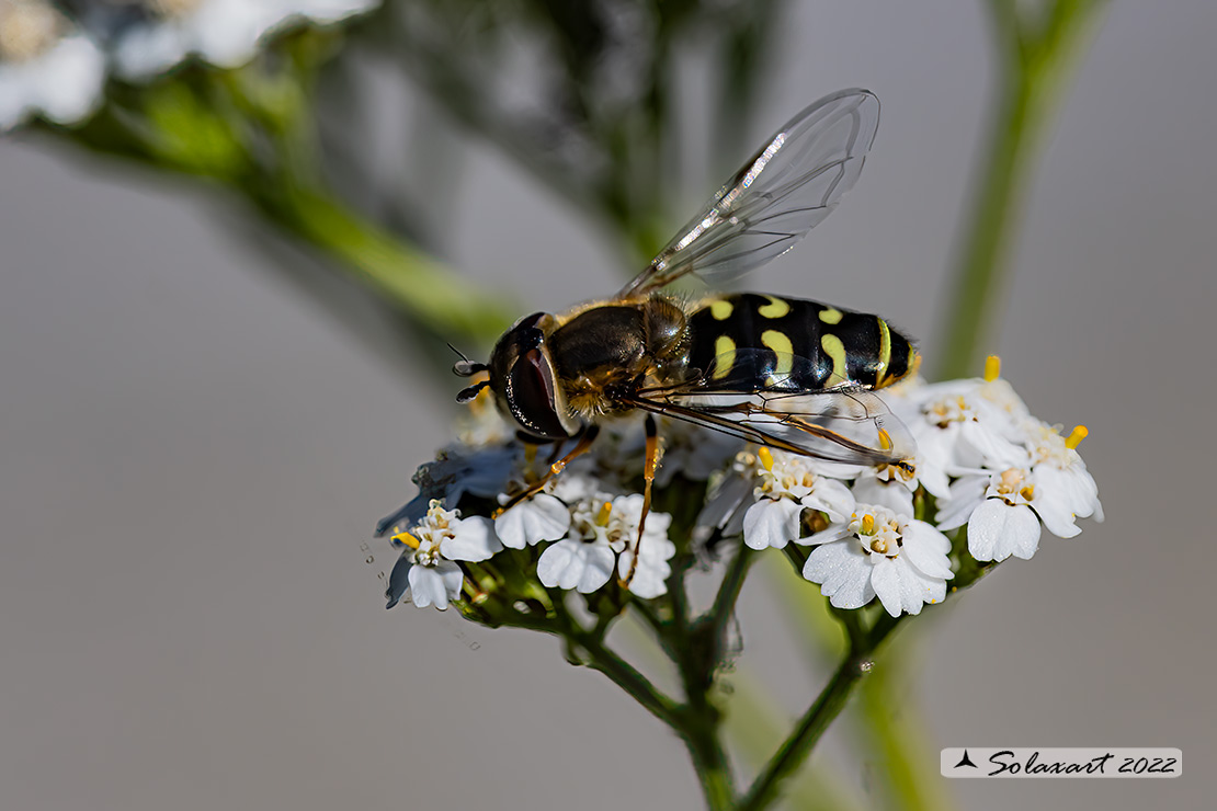 Scaeva dignota