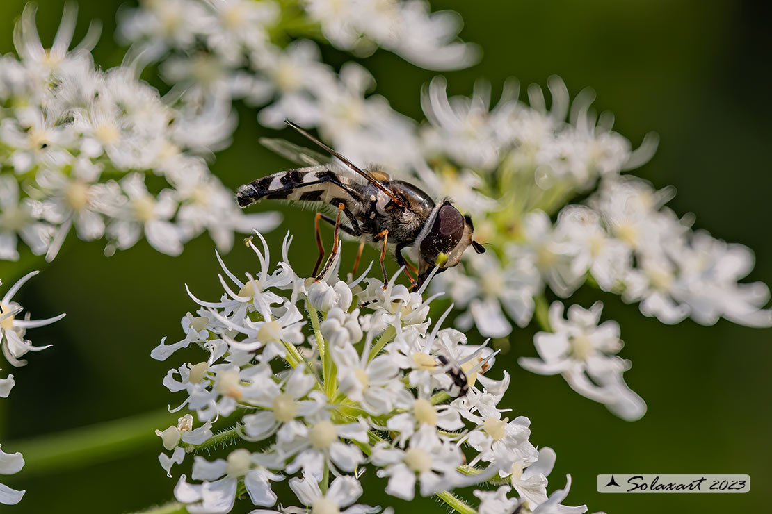 Scaeva pyrastri