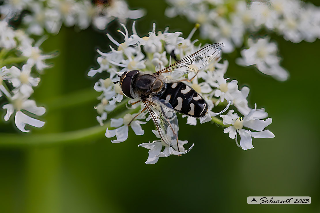 Scaeva pyrastri