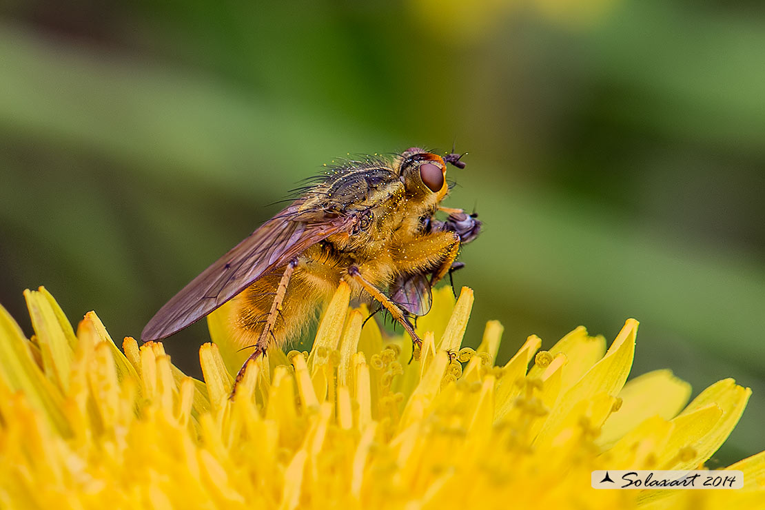 Scathophaga stercoraria - Mosca gialla - Yellow dung fly