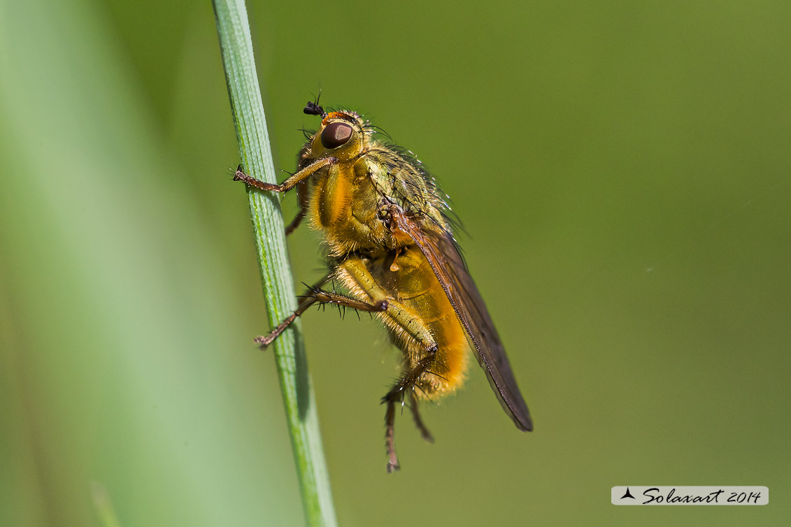 Scathophaga stercoraria - Mosca gialla - Yellow dung fly