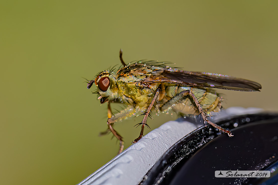 Scathophaga stercoraria - Mosca gialla (femmina) - Yellow dung fly (female)