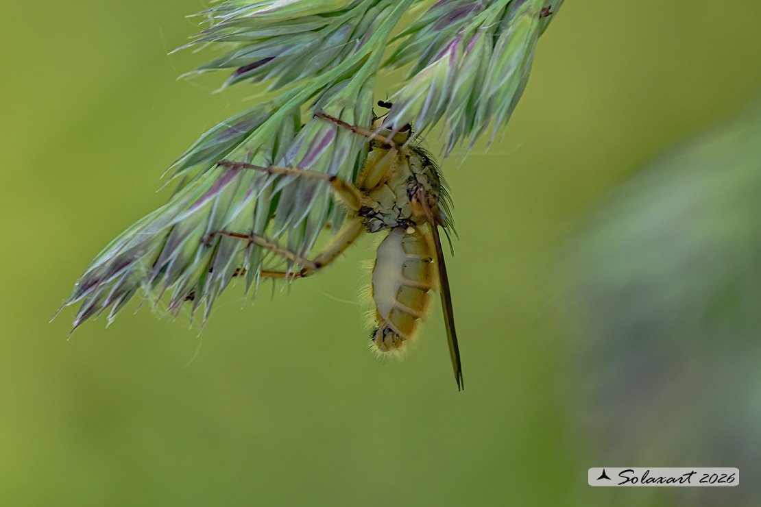 Scathophaga stercoraria - Mosca gialla (femmina) - Yellow dung fly (female)