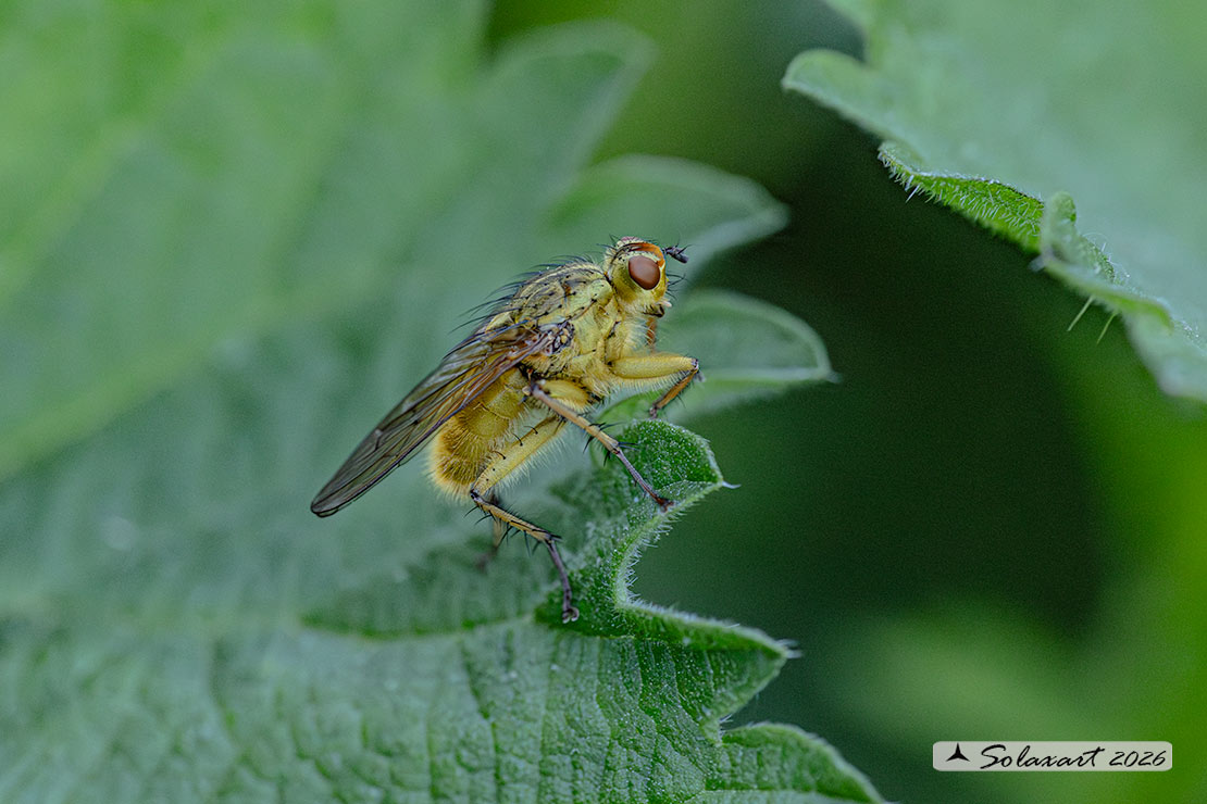 Scathophaga stercoraria - Mosca gialla - Yellow dung fly