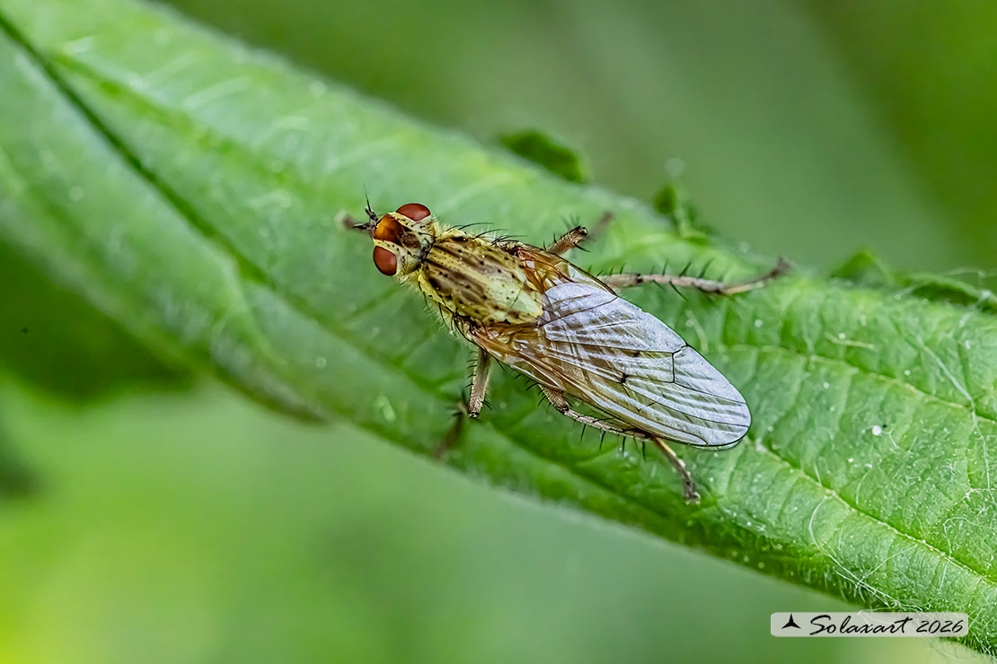Scathophaga stercoraria - Mosca gialla (femmina) - Yellow dung fly (female)
