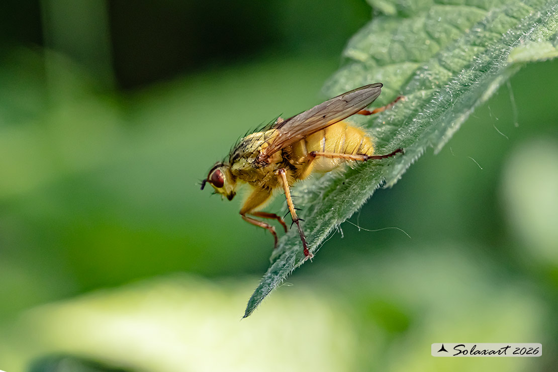 Scathophaga stercoraria - Mosca gialla (femmina) - Yellow dung fly (female)