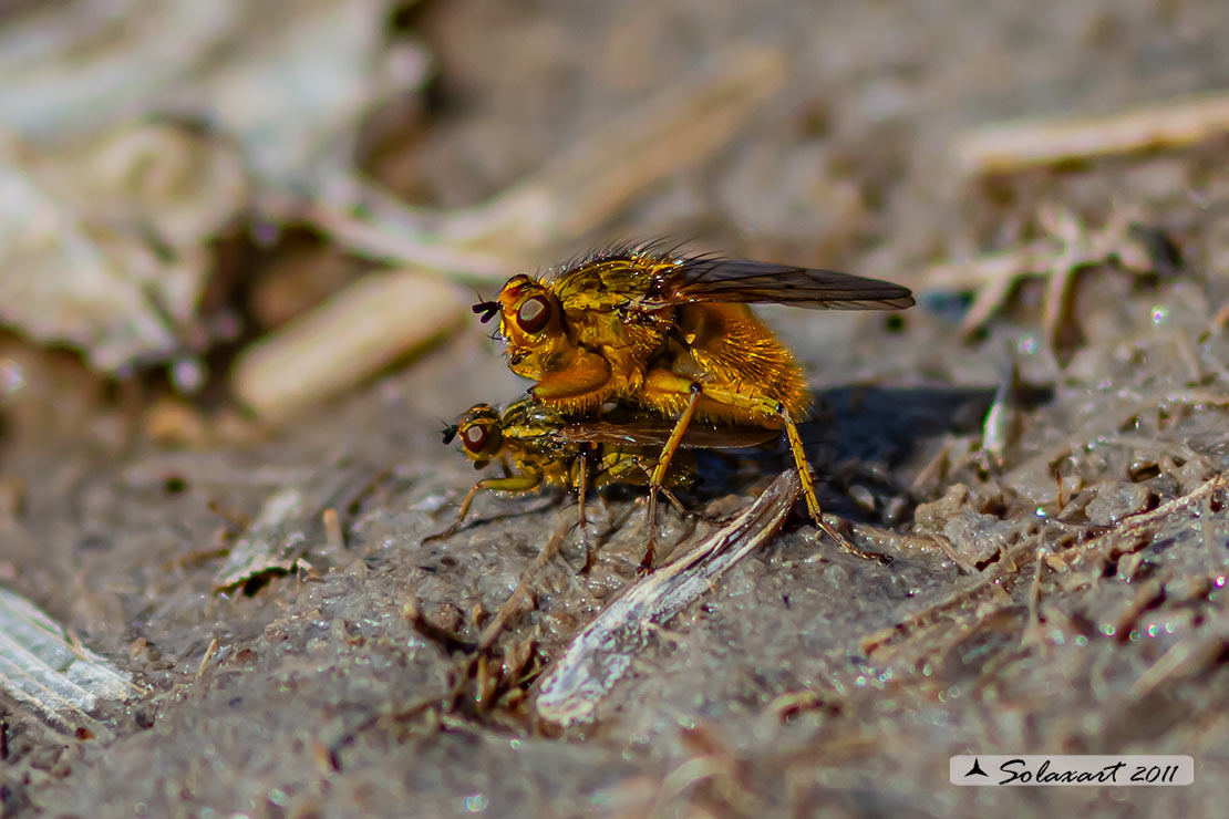 Scathophaga stercoraria - Mosca gialla (copula) - Yellow dung fly (mating)