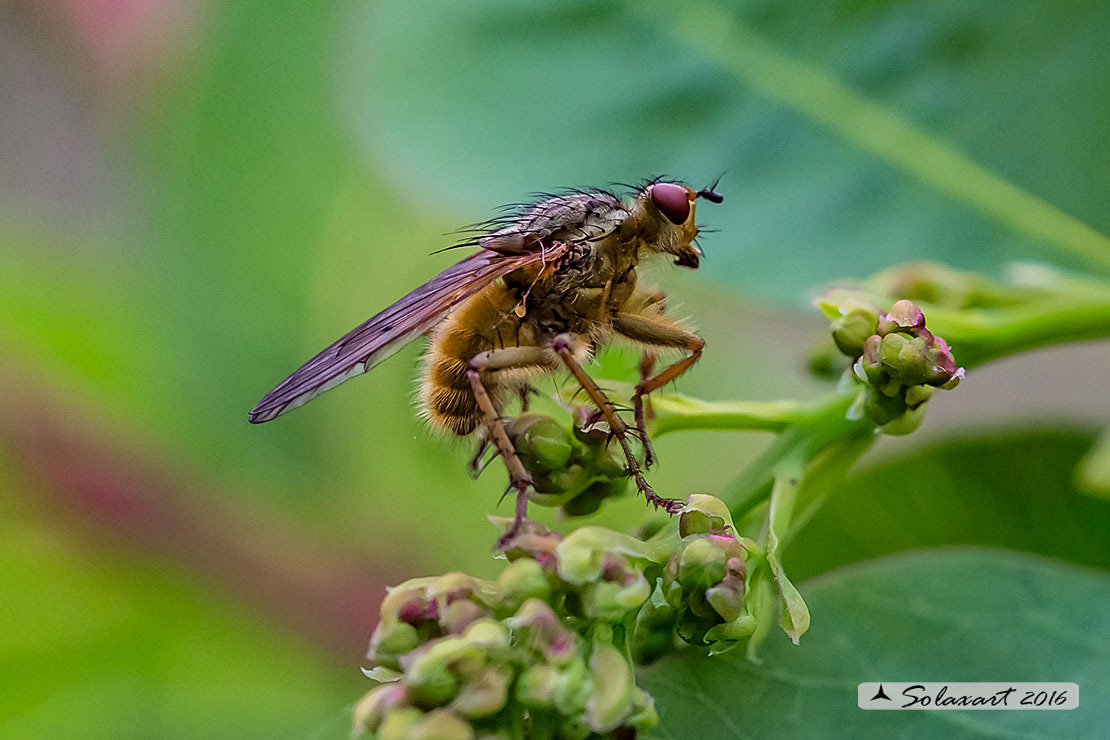 Scathophaga stercoraria - Mosca gialla (femmina) - Yellow dung fly (female)