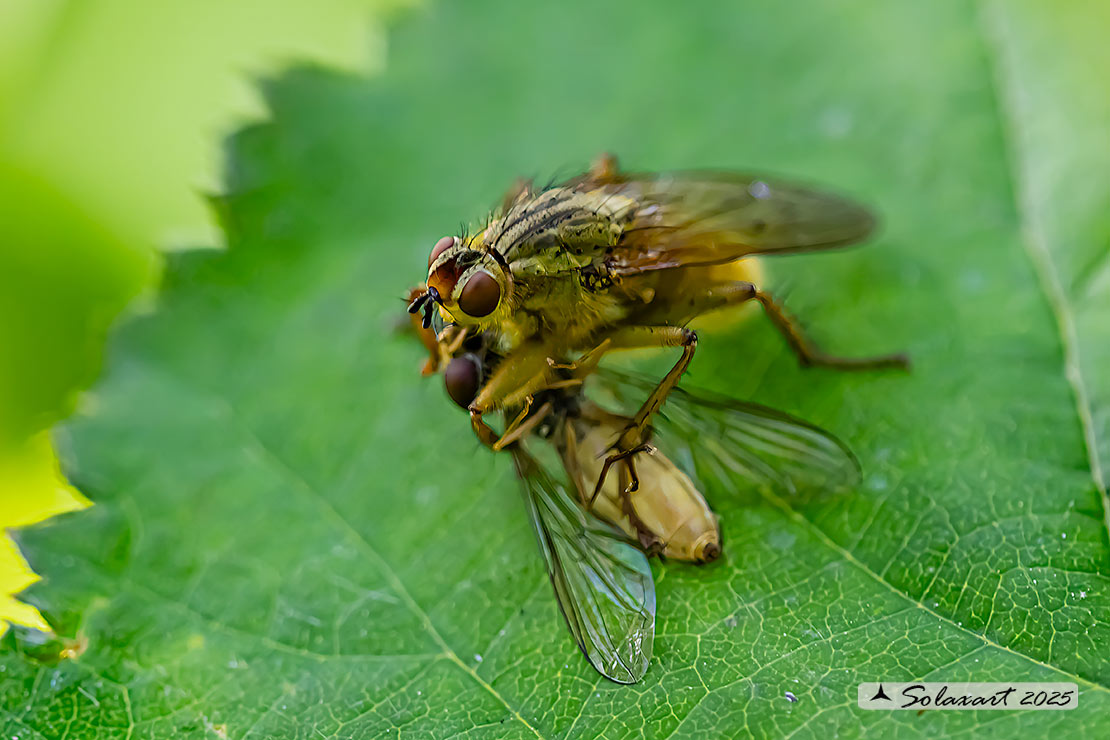 Scathophaga stercoraria - Mosca gialla - Yellow dung fly