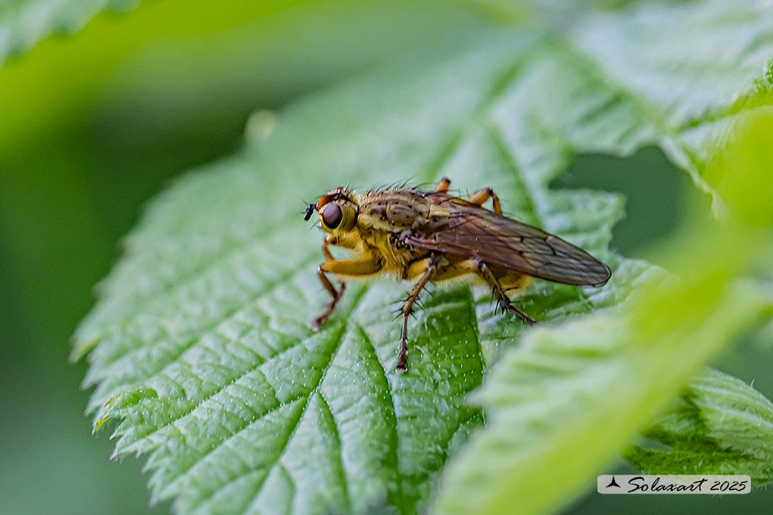 Scathophaga stercoraria - Mosca gialla - Yellow dung fly