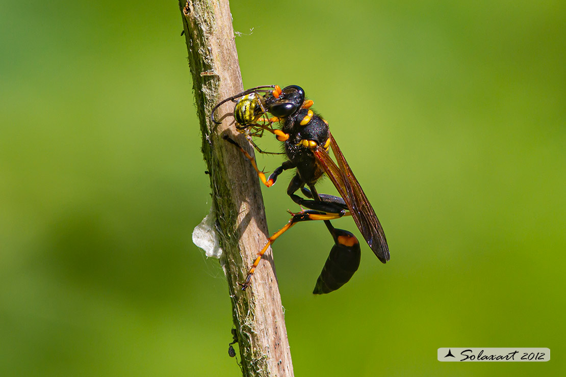 Sceliphron caementarium preda un aracnide Sinaema globossum