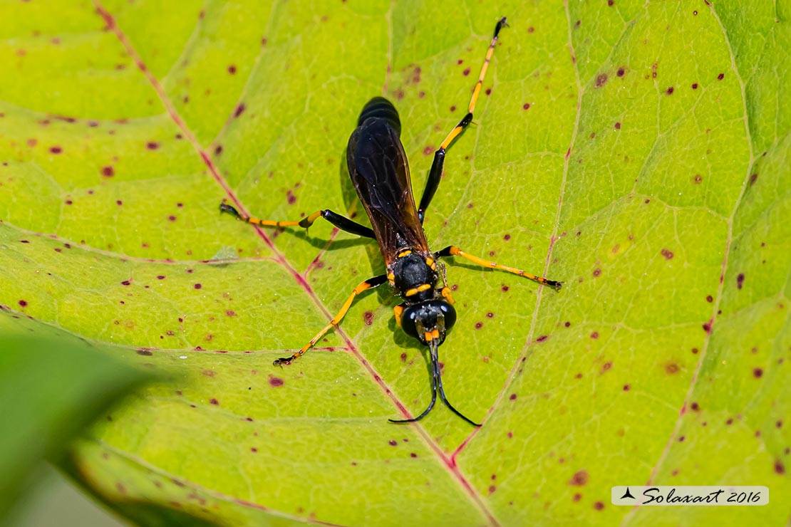 Sceliphron caementarium  - vespa muratore - Black and yellow mud dauber