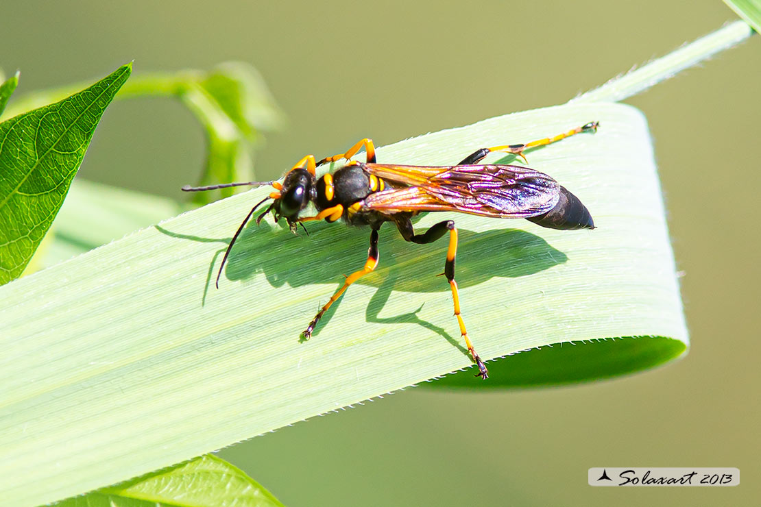 Sceliphron caementarium  - vespa muratore - Black and yellow mud dauber