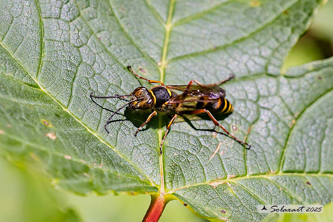 Sceliphron curvatum
