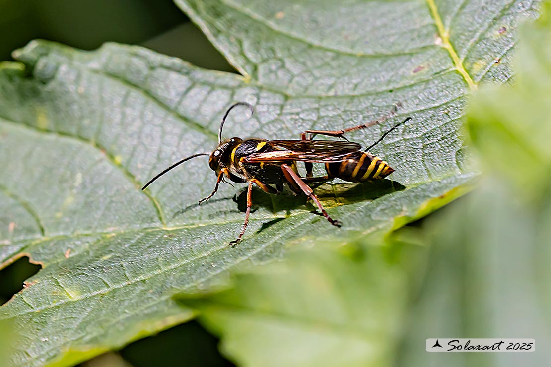 Sceliphron curvatum