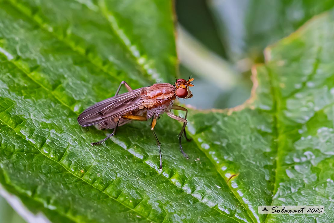 Sciomyza aristalis 