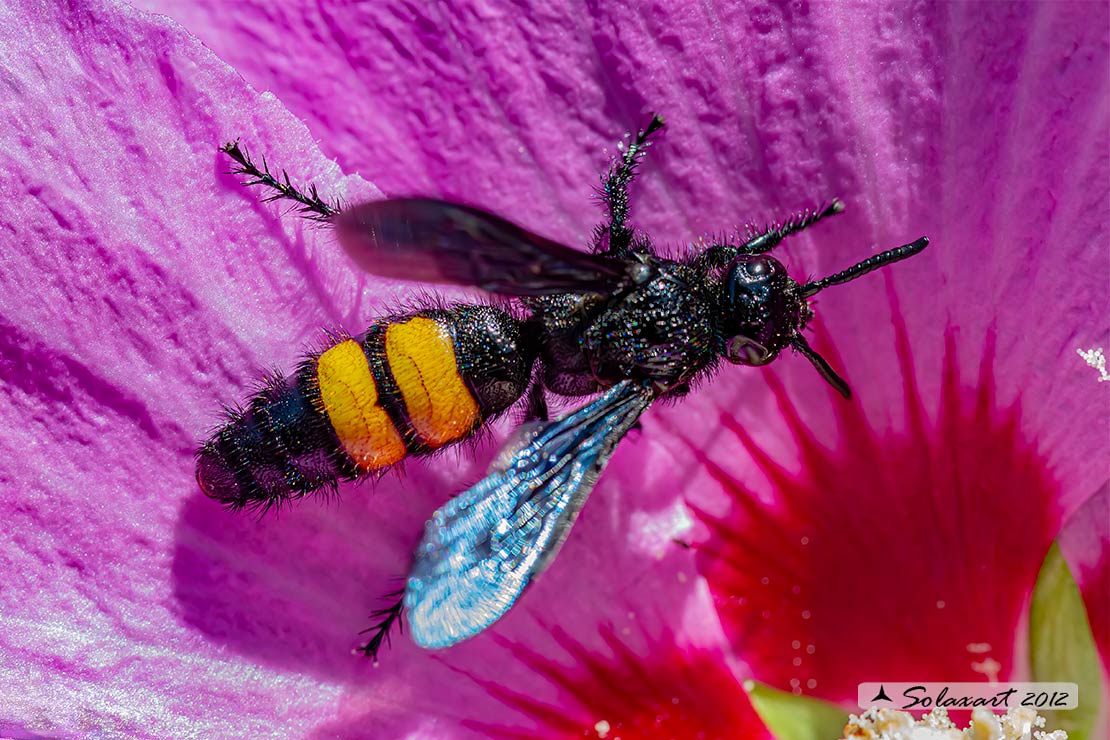 Scolia hirta