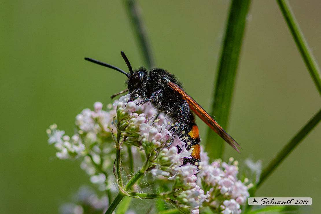 Scolia hirta