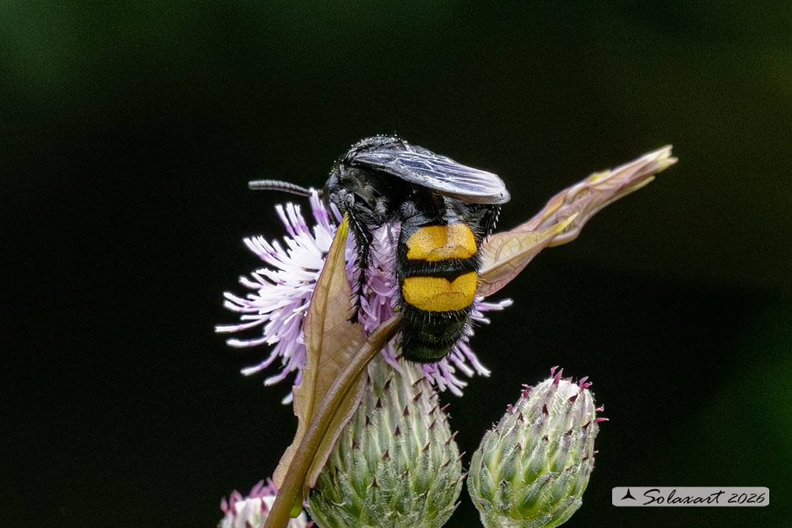 Scolia hirta