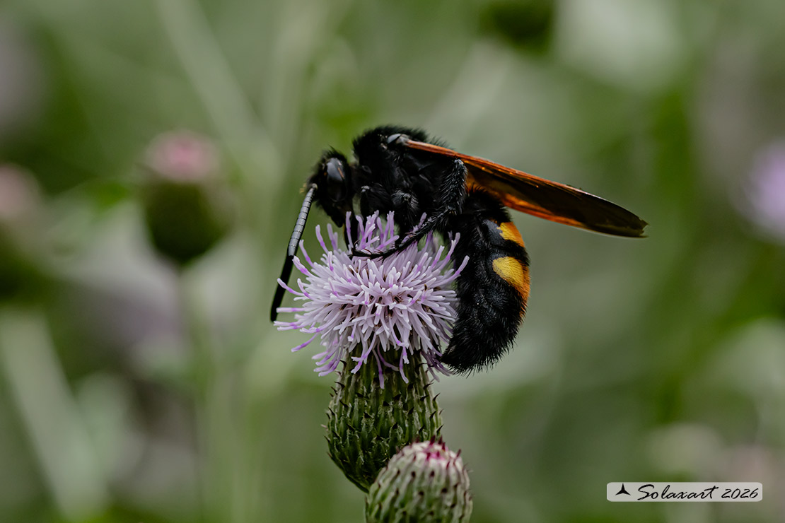 Scolia hirta