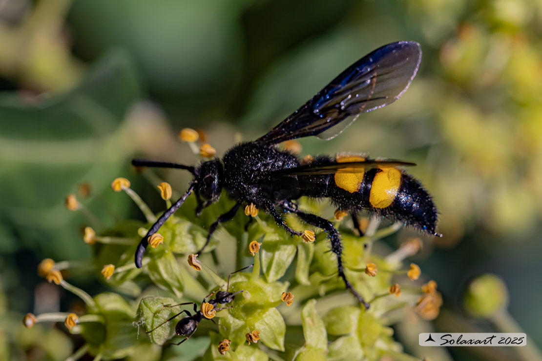 Scolia hirta