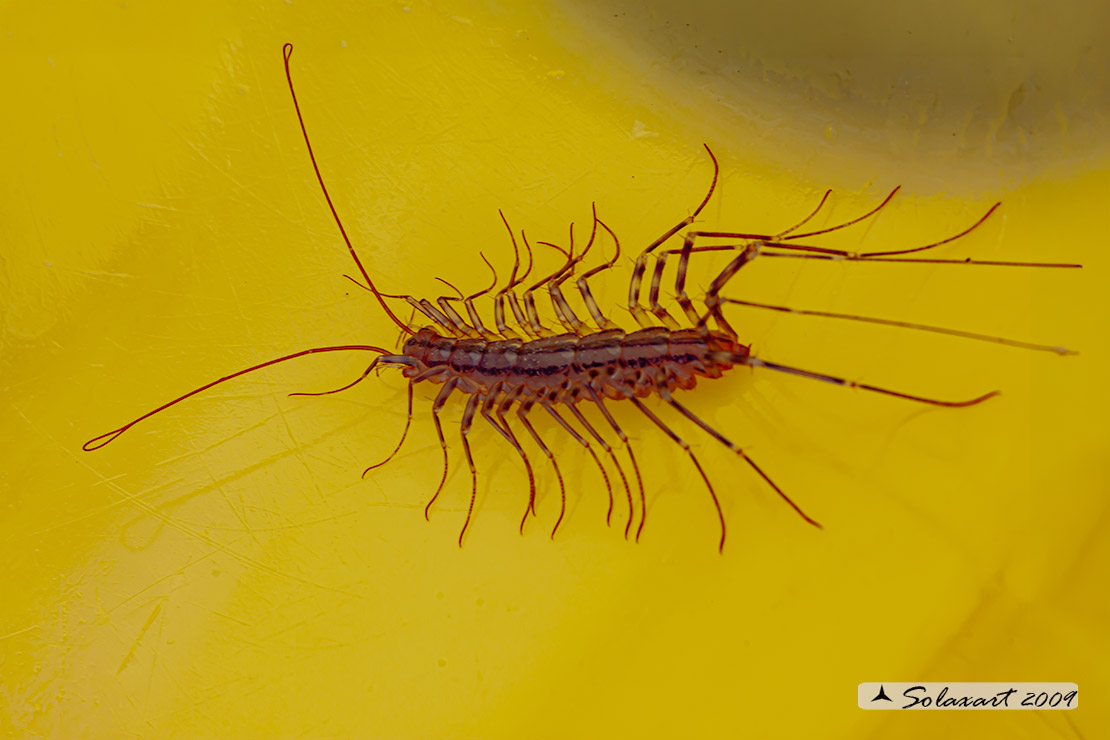 Scutigera coleoptrata