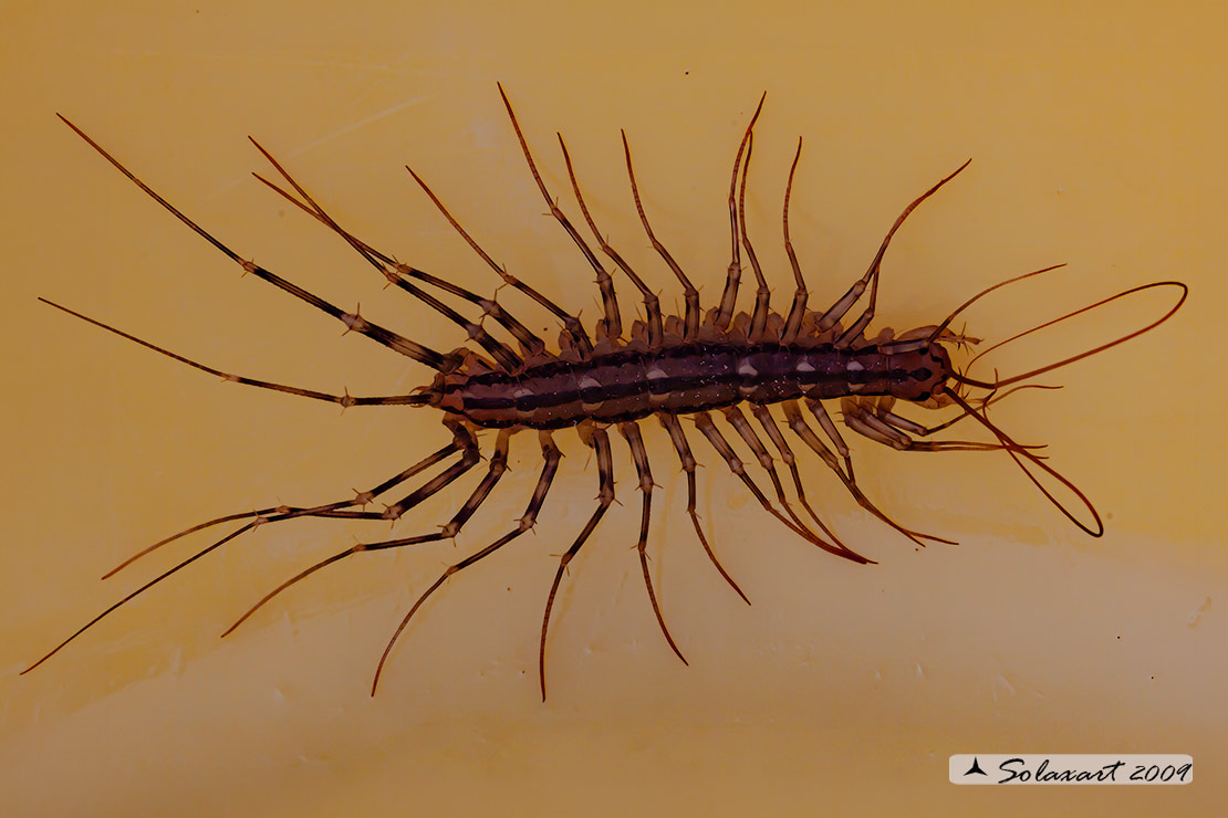 Scutigera coleoptrata