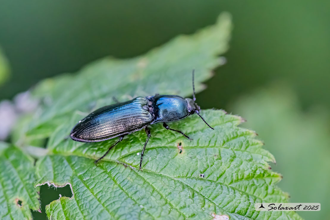 Selatosomus aeneus