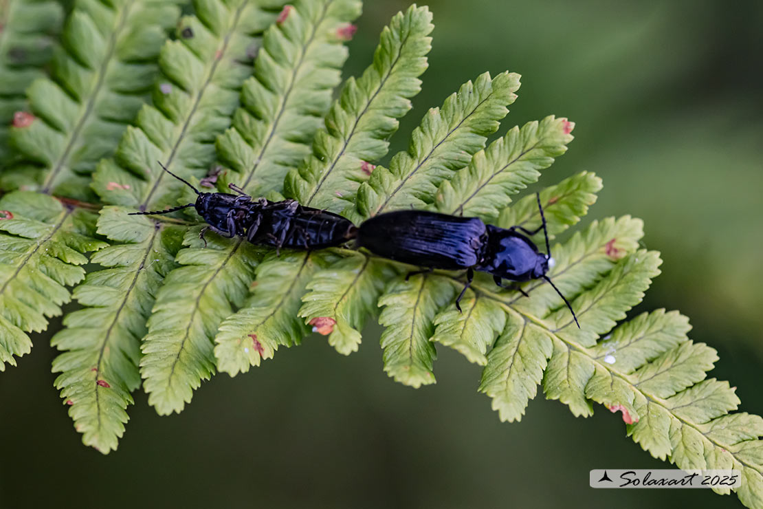 Selatosomus aeneus