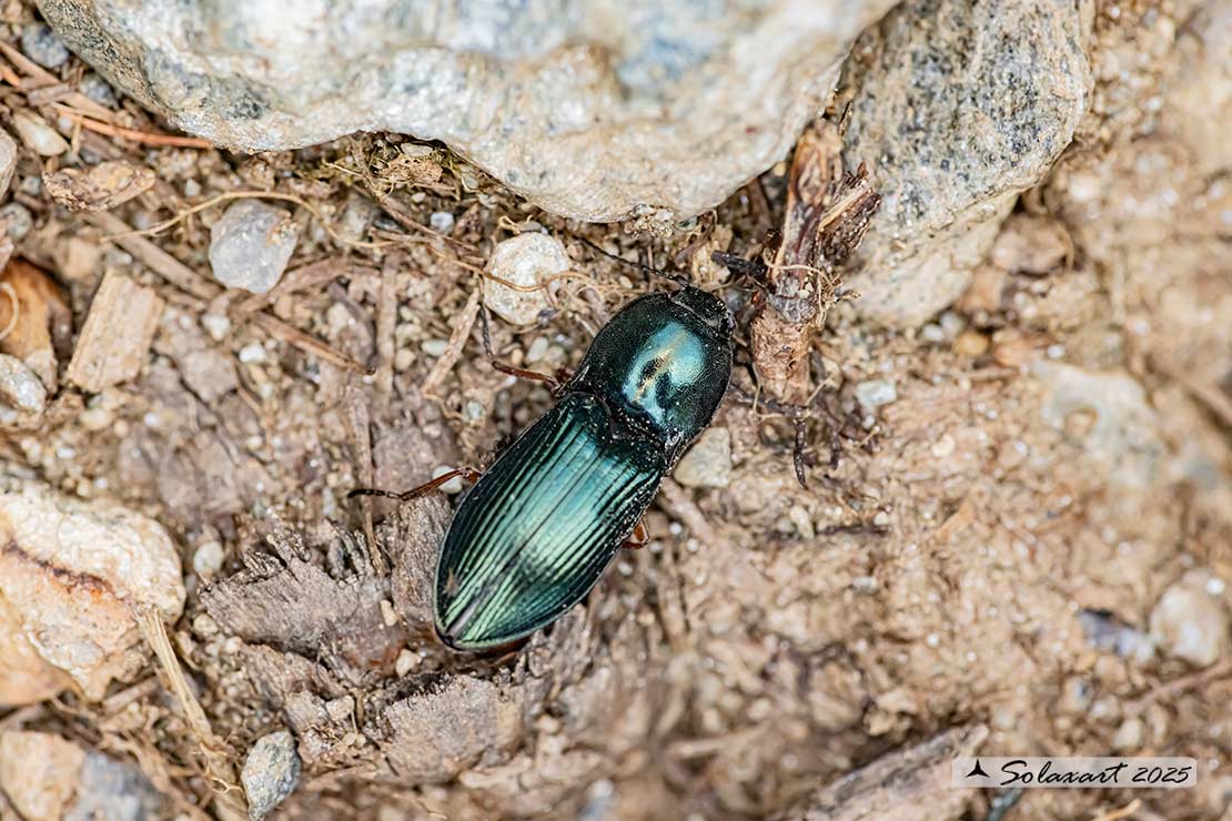 Selatosomus aeneus