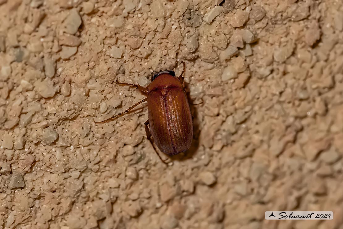Serica brunnea