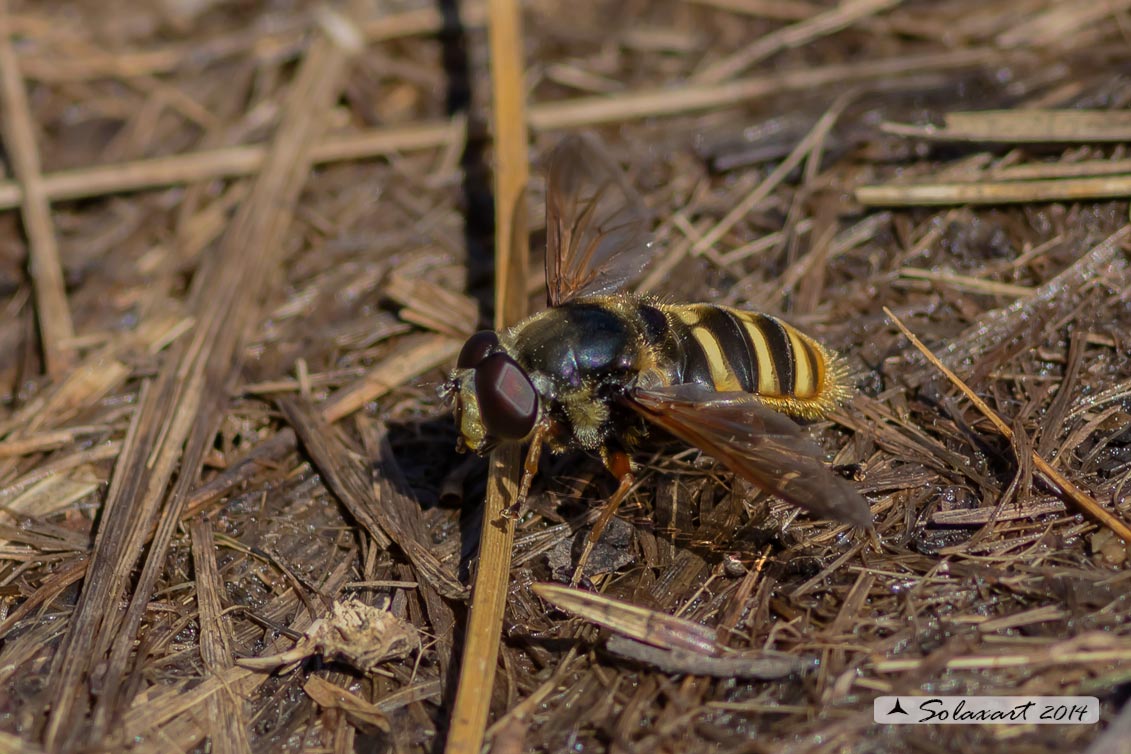 Sericomyia silentis