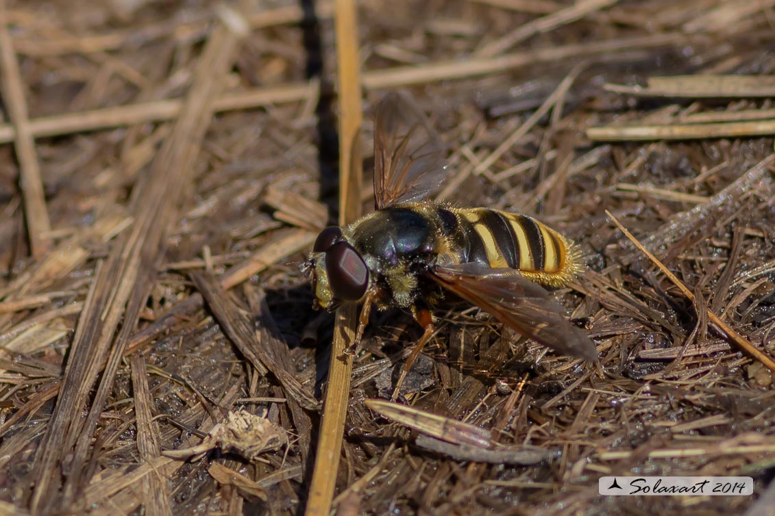 Sericomyia silentis