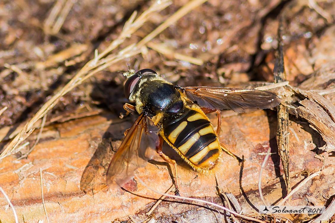 Sericomyia silentis