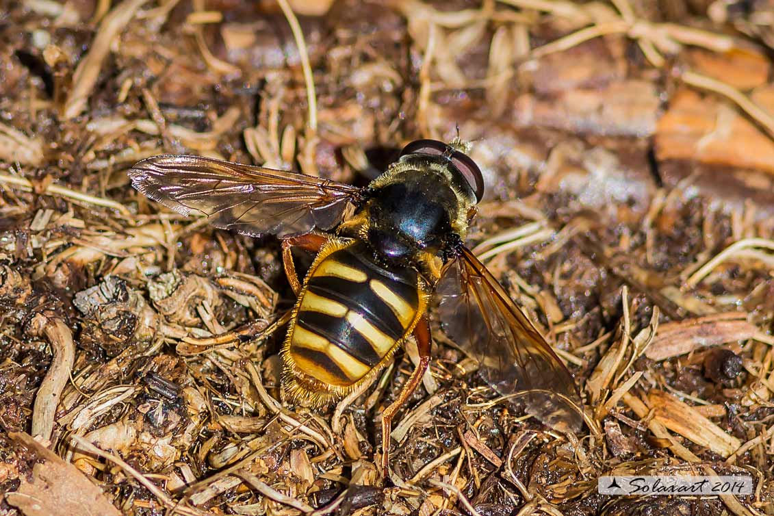 Sericomyia silentis