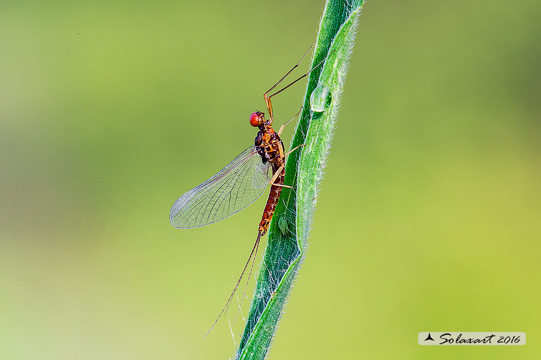 Serratella ignita