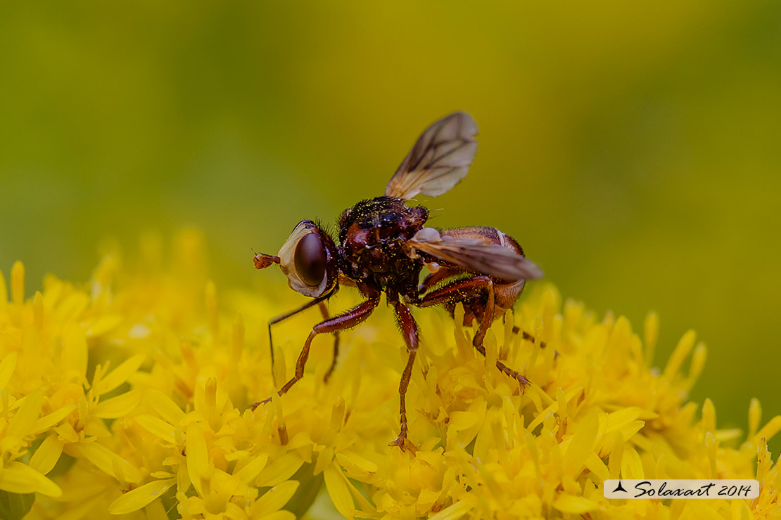 Sicus ferrugineus 