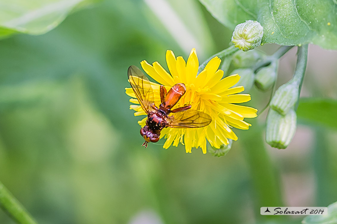 Sicus ferrugineus 