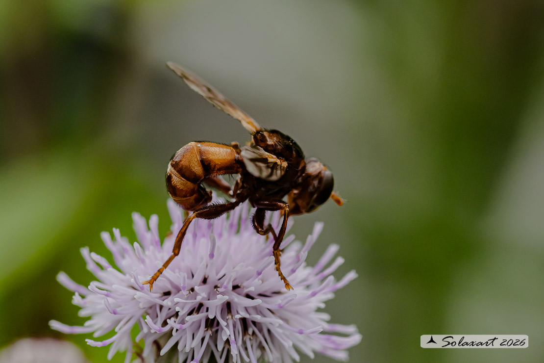 Sicus ferrugineus