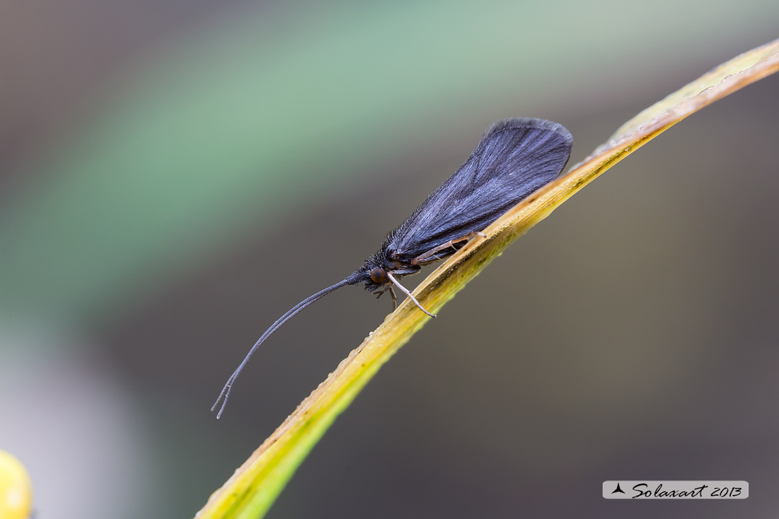 Goeridae;  genere Silo;  specie nigricornis 