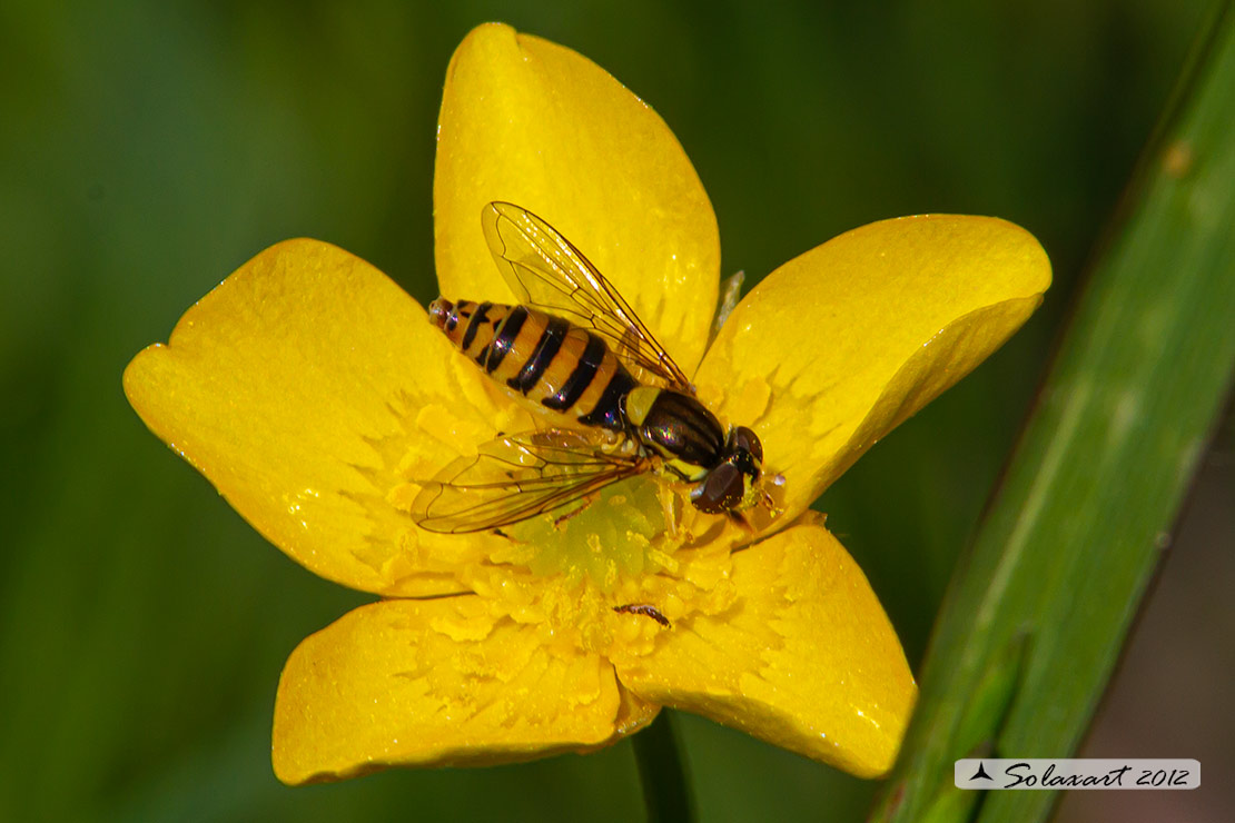 Syrphidae; Sphaerophoria contigua (femmina)