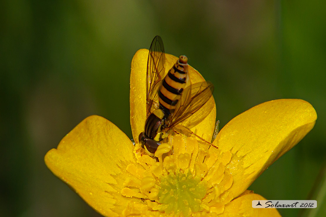 Syrphidae; Sphaerophoria contigua (femmina)