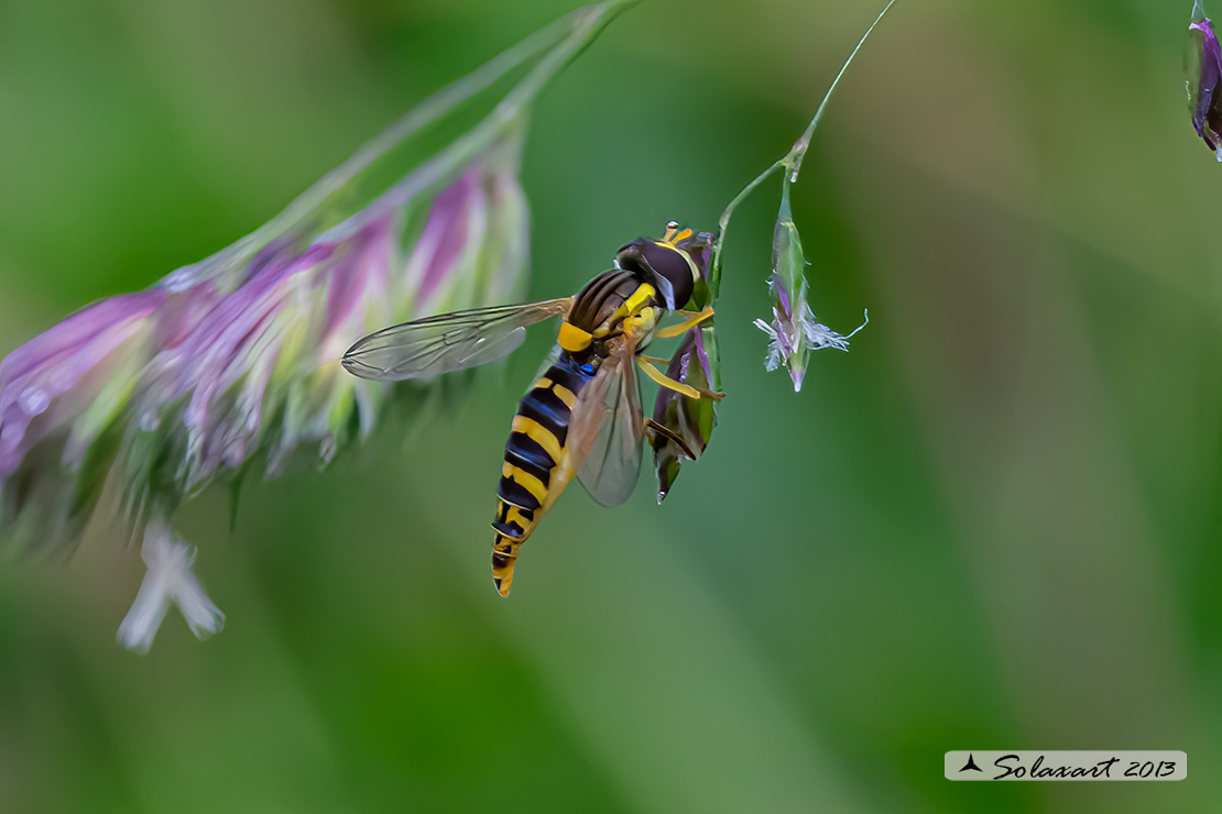 Syrphidae  -  Sphaerophoria scripta  -  (femmina)