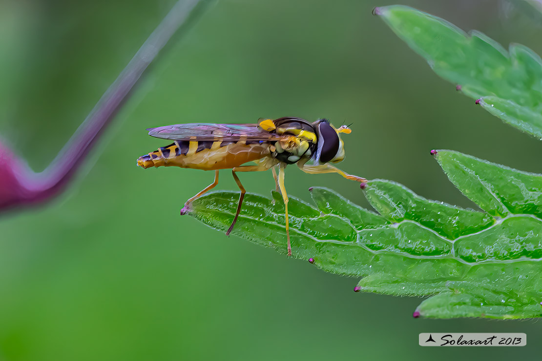 Syrphidae - Sphaerophoria scripta - (femmina)