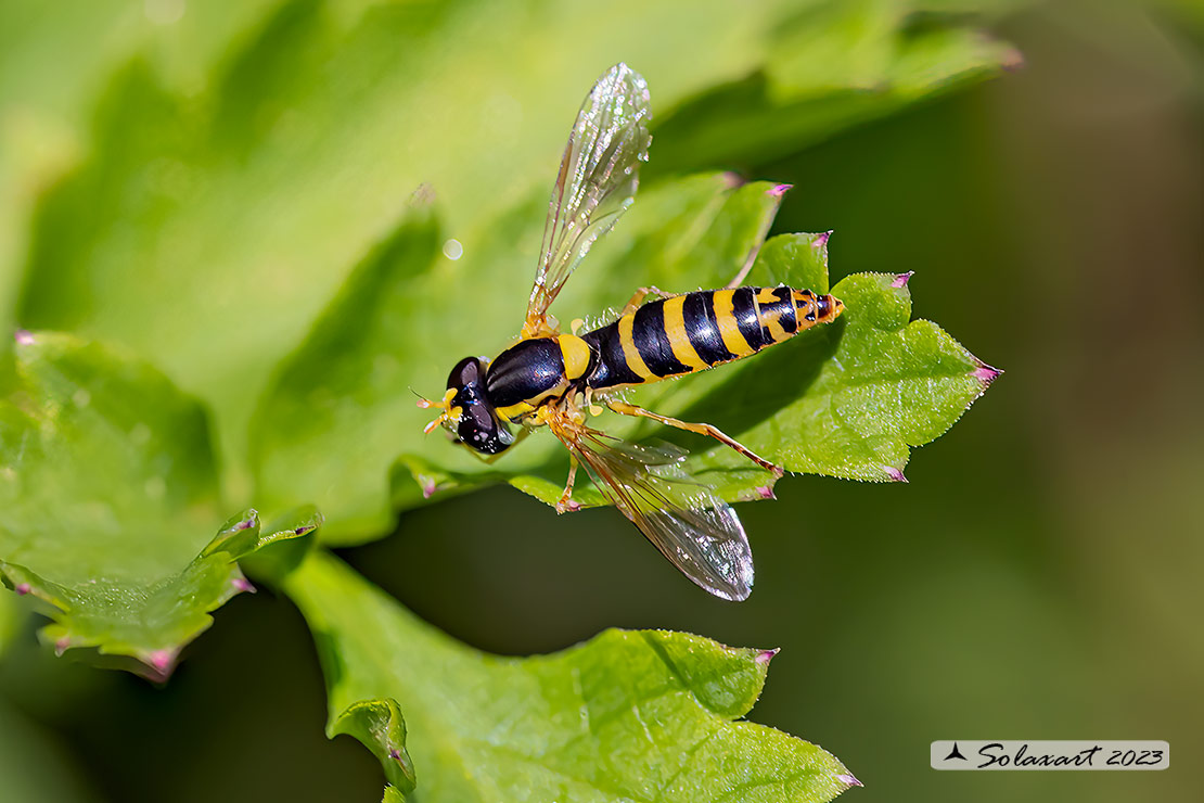 Syrphidae  -  Sphaerophoria scripta  -  (femmina)