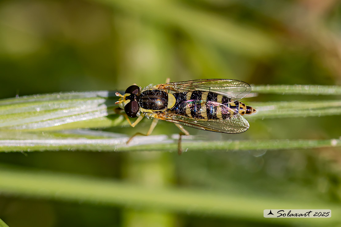 Syrphidae - Sphaerophoria scripta - (femmina)