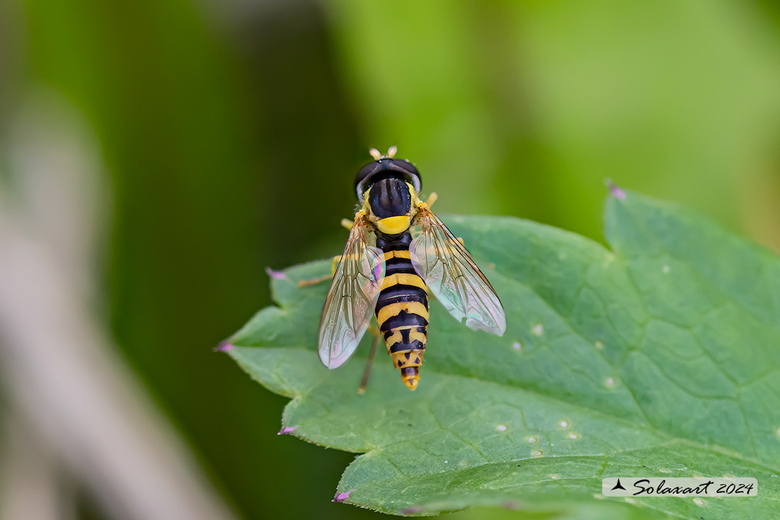 Syrphidae - Sphaerophoria scripta - (femmina)