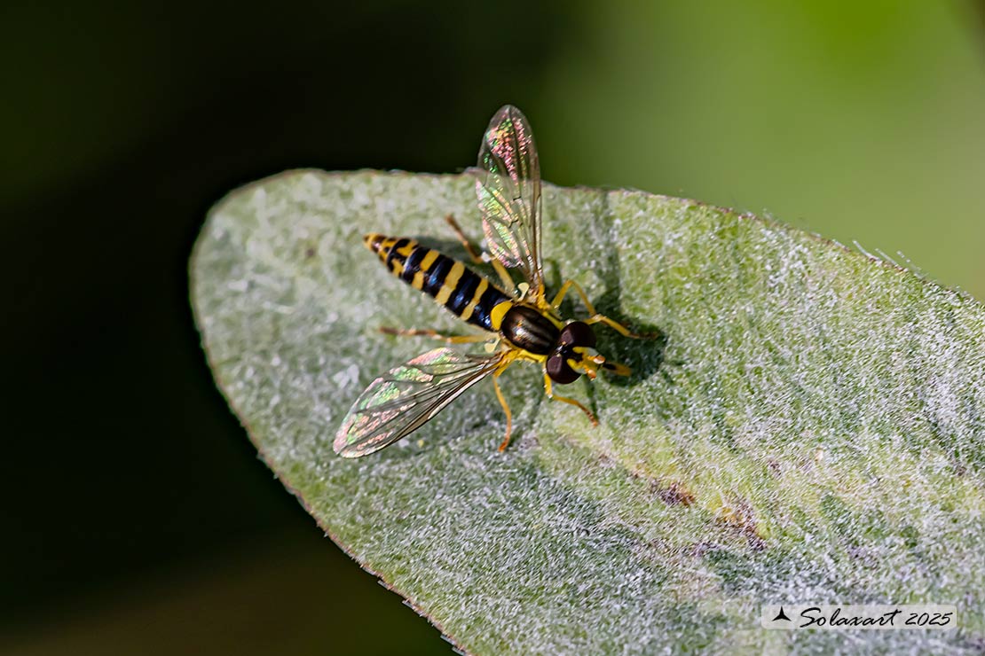 Syrphidae  -  Sphaerophoria scripta  -  (maschio)